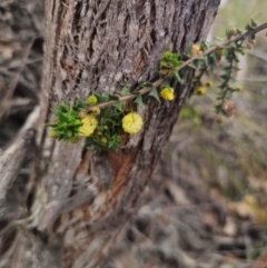 Acacia buxifolia subsp. buxifolia at suppressed - 17 Apr 2024 by Csteele4