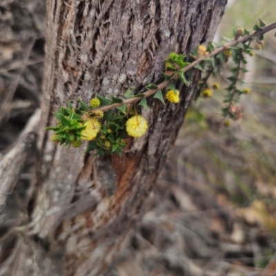 Acacia gunnii (Ploughshare Wattle) at Captains Flat, NSW - 17 Apr 2024 by Csteele4