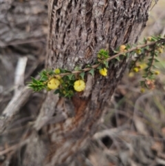 Acacia gunnii at QPRC LGA - 17 Apr 2024