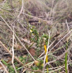 Acacia gunnii at QPRC LGA - 17 Apr 2024 12:19 PM