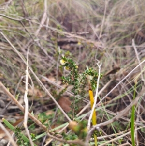 Acacia gunnii at QPRC LGA - 17 Apr 2024