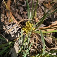 Lomandra filiformis subsp. coriacea (Wattle Matrush) at Breadalbane, NSW - 15 Apr 2024 by Csteele4