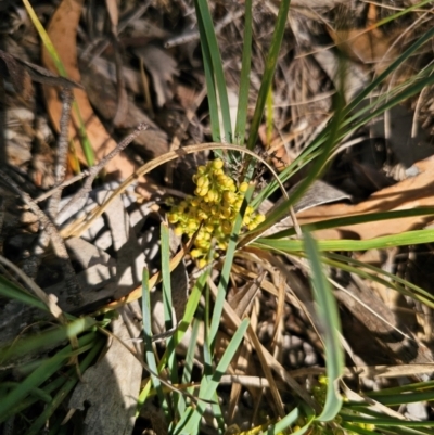 Lomandra bracteata at Breadalbane, NSW - 15 Apr 2024 by Csteele4