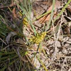 Lomandra filiformis subsp. coriacea at Breadalbane, NSW - 15 Apr 2024 10:04 AM