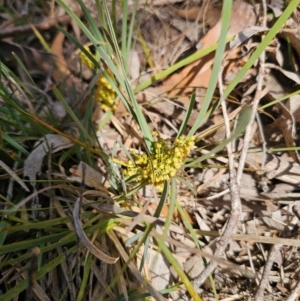 Lomandra filiformis subsp. coriacea at Breadalbane, NSW - 15 Apr 2024