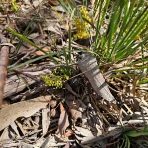 Lomandra filiformis subsp. coriacea at Breadalbane, NSW - 15 Apr 2024 10:04 AM