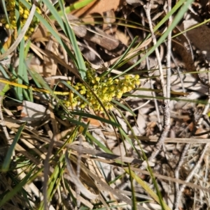 Lomandra filiformis subsp. coriacea at Breadalbane, NSW - 15 Apr 2024 10:04 AM