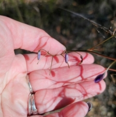 Dianella revoluta var. revoluta (Black-Anther Flax Lily) at Captains Flat, NSW - 28 Apr 2024 by Csteele4