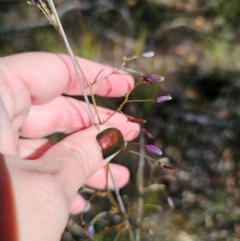 Dianella revoluta var. revoluta at QPRC LGA - 28 Apr 2024