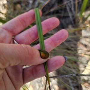 Dianella revoluta var. revoluta at QPRC LGA - 28 Apr 2024