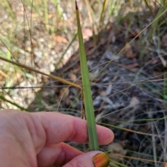 Dianella revoluta var. revoluta at QPRC LGA - 28 Apr 2024 02:13 PM