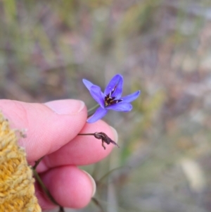 Dianella revoluta var. revoluta at QPRC LGA - 28 Apr 2024 02:13 PM