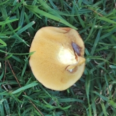 Suillus sp. (A bolete ) at Dalmeny, NSW - 19 Apr 2024 by Teresa