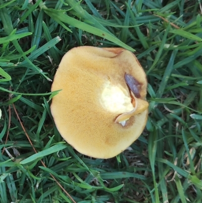 Suillus sp. (A bolete ) at Dalmeny, NSW - 19 Apr 2024 by Teresa
