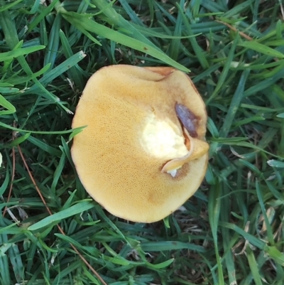 Suillus granulatus by Teresa