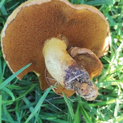 Unidentified Fungus at Dalmeny, NSW - 19 Apr 2024 by Teresa