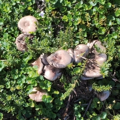 Agaricus sp. (Agaricus) at Dalmeny, NSW - 20 Apr 2024 by Teresa