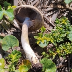 Agaricus sp. at Dalmeny, NSW - 20 Apr 2024