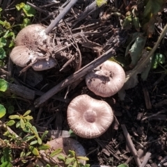 Agaricus sp. at Dalmeny, NSW - 20 Apr 2024