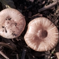 Agaricus sp. at Dalmeny, NSW - 20 Apr 2024