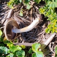 Agaricus sp. at Dalmeny, NSW - 20 Apr 2024