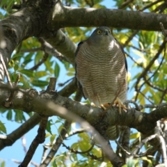 Tachyspiza cirrocephala (Collared Sparrowhawk) at Hall, ACT - 20 Apr 2024 by Anna123