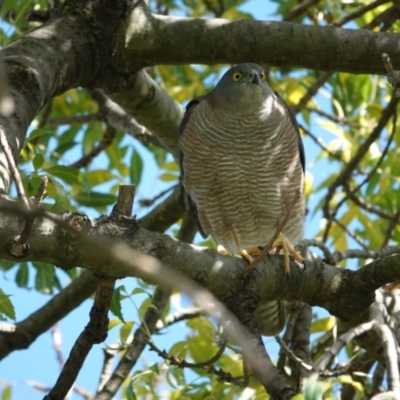 Accipiter fasciatus at Hall, ACT - 20 Apr 2024 by Anna123