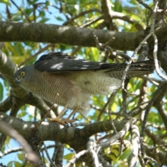 Accipiter cirrocephalus at Hall, ACT - 20 Apr 2024