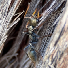 Myrmecia sp., pilosula-group at Carwoola, NSW - 19 Apr 2024 by Hejor1