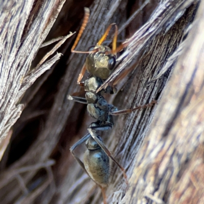 Myrmecia sp., pilosula-group (Jack jumper) at Cuumbeun Nature Reserve - 19 Apr 2024 by Hejor1