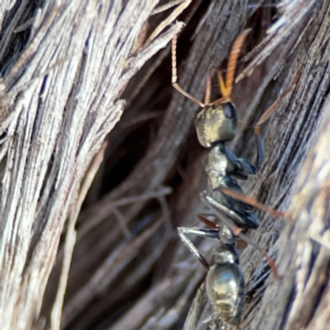 Myrmecia sp., pilosula-group at QPRC LGA - 20 Apr 2024