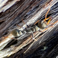 Myrmecia sp., pilosula-group at QPRC LGA - 20 Apr 2024 09:18 AM