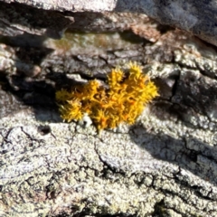 Teloschistes sp. (genus) (A lichen) at Cuumbeun Nature Reserve - 20 Apr 2024 by Hejor1