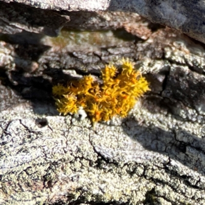 Teloschistes sp. (genus) (A lichen) at Carwoola, NSW - 19 Apr 2024 by Hejor1