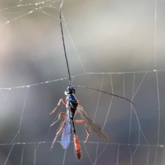 Monomachus antipodalis (A parasitic wasp) at Cuumbeun Nature Reserve - 19 Apr 2024 by Hejor1