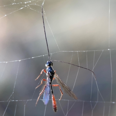 Monomachus antipodalis (A parasitic wasp) at QPRC LGA - 19 Apr 2024 by Hejor1