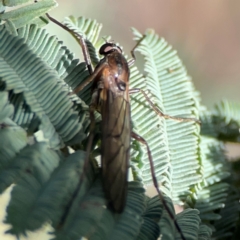 Stratiomyidae (family) (Soldier fly) at Cuumbeun Nature Reserve - 19 Apr 2024 by Hejor1