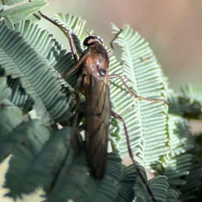 Stratiomyidae (family) (Soldier fly) at QPRC LGA - 20 Apr 2024 by Hejor1