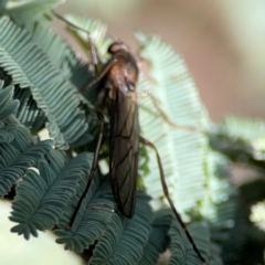 Stratiomyidae (family) at QPRC LGA - 20 Apr 2024 09:32 AM