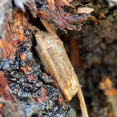 Clania ignobilis (Faggot Case Moth) at Cuumbeun Nature Reserve - 20 Apr 2024 by Hejor1