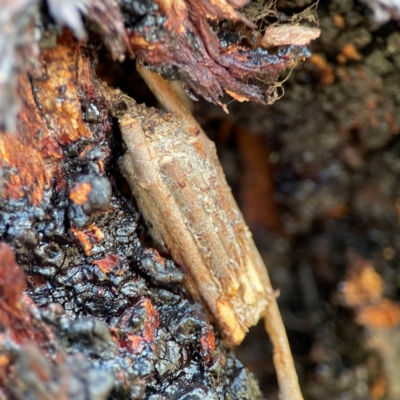 Clania ignobilis (Faggot Case Moth) at Cuumbeun Nature Reserve - 19 Apr 2024 by Hejor1