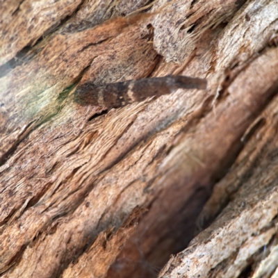 Psychidae (family) IMMATURE (Unidentified case moth or bagworm) at Cuumbeun Nature Reserve - 19 Apr 2024 by Hejor1