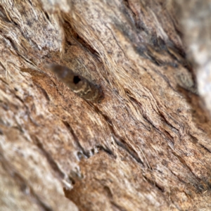 Psychidae (family) IMMATURE at QPRC LGA - 20 Apr 2024 09:56 AM