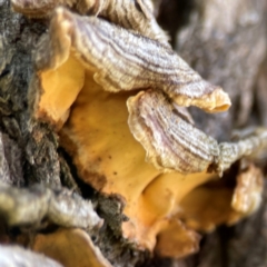Stereum sp. at QPRC LGA - 20 Apr 2024 by Hejor1