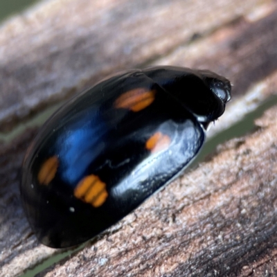 Paropsisterna octosignata (Eucalyptus leaf beetle) at QPRC LGA - 20 Apr 2024 by Hejor1