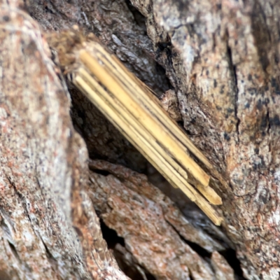 Clania lewinii & similar Casemoths (Parallel stick Case Moths) at QPRC LGA - 20 Apr 2024 by Hejor1
