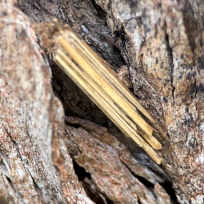 Clania lewinii (Lewin's case moth) at Cuumbeun Nature Reserve - 20 Apr 2024 by Hejor1