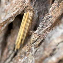 Clania lewinii & similar Casemoths at QPRC LGA - 20 Apr 2024