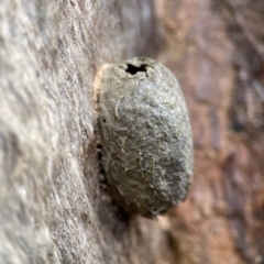 Opodiphthera (genus) (A gum moth) at Cuumbeun Nature Reserve - 20 Apr 2024 by Hejor1