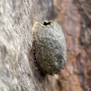 Opodiphthera sp. (genus) (A gum moth) at QPRC LGA by Hejor1
